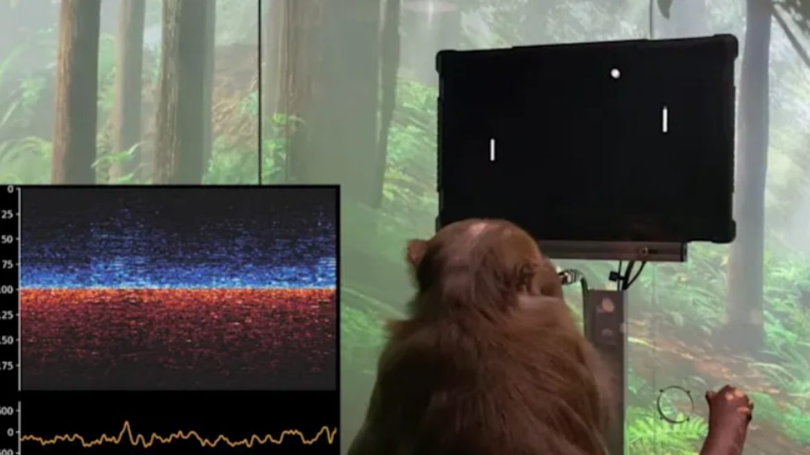 Neuralink показал обезьяну которая играет в Понг силой мысли