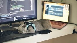 ChatGPT уничтожил больше половины вакансий для джунов в британском ИТ ChatGPT уничтожил больше половины вакансий для джунов в британском ИТ