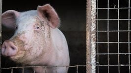 Американские учёные оживили свинью через час после смерти