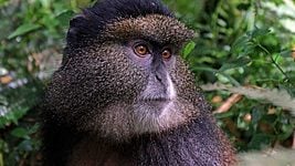 Не только глобальная слежка: распознавание лиц используют для спасения редких обезьян 