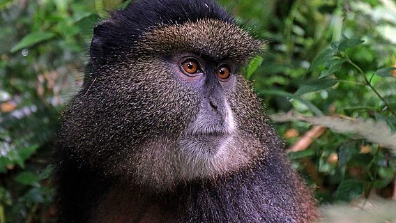 Не только глобальная слежка: распознавание лиц используют для спасения редких обезьян 