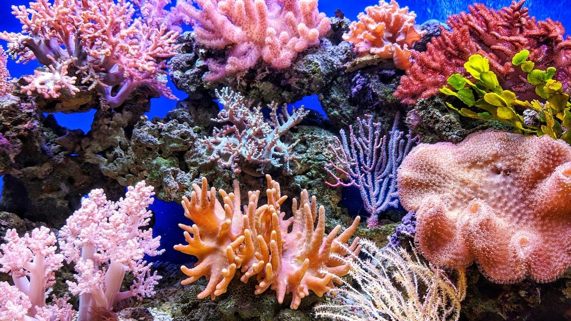 Искусственный интеллект определяет здоровье коралловых рифов по их «песням»