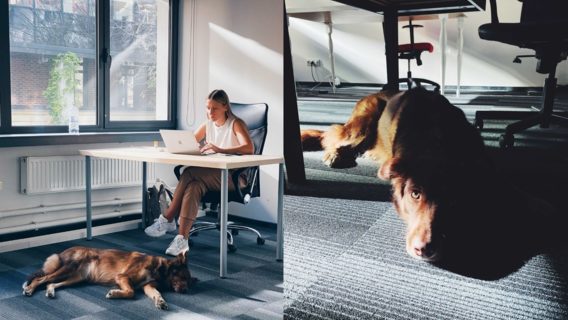OneSoil открыл dog friendly офис в Варшаве