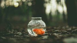 «В Беларуси я могла позволить себе икру». Супруги айтишников — про ожидания и реальность