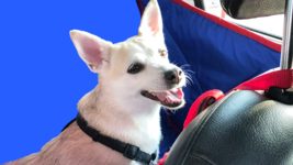 SoftTeco Pets: как переехать с питомцем? SoftTeco Pets: как переехать с питомцем?
