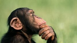 Почему ИИ думает дольше там, где думать почти не нужно — учёные нашли ответ