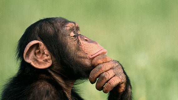 Почему ИИ думает дольше там, где думать почти не нужно — учёные нашли ответ