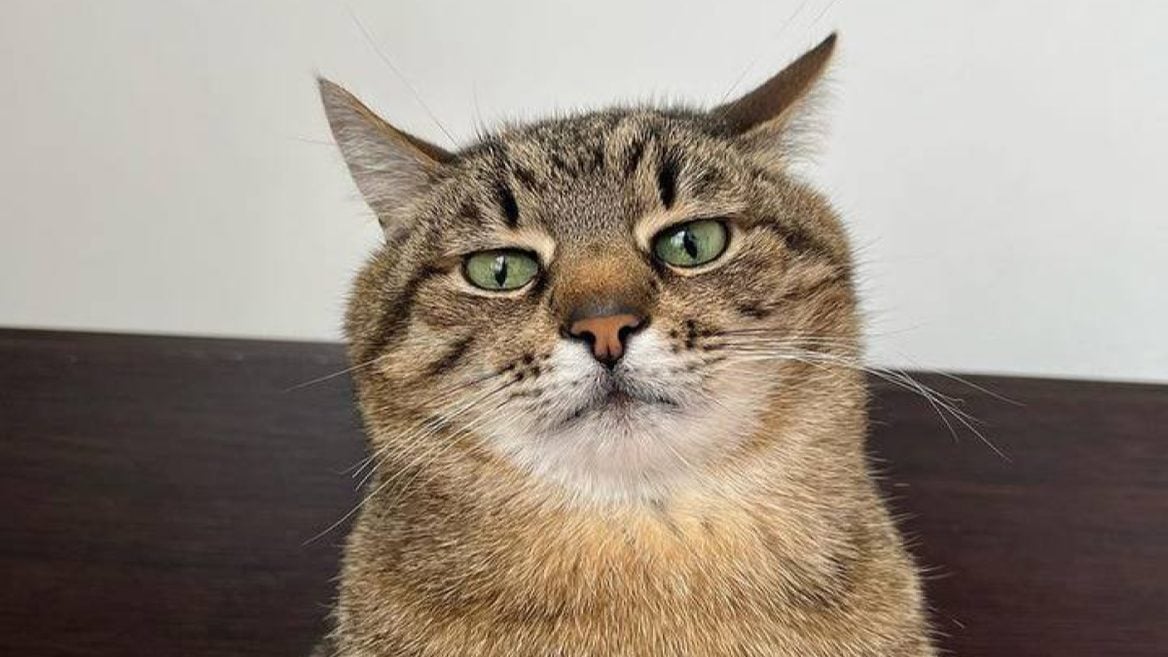 Звезда Instagram украинский кот Степан собрал $10 тысяч на помощь животным