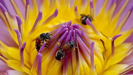 Пчёл-дронов научили опылять растения 