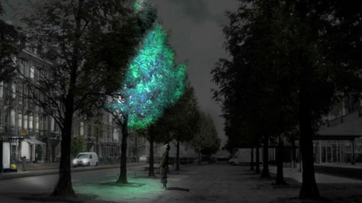Деревья вместо фонарей: в MIT создали технологию естественной подсветки листвы