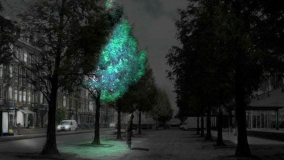 Деревья вместо фонарей: в MIT создали технологию естественной подсветки листвы