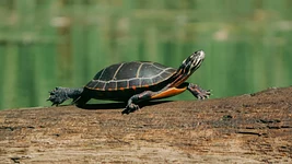 До 1000 базовых. В Беларуси хотят больно штрафовать за медленный интернет