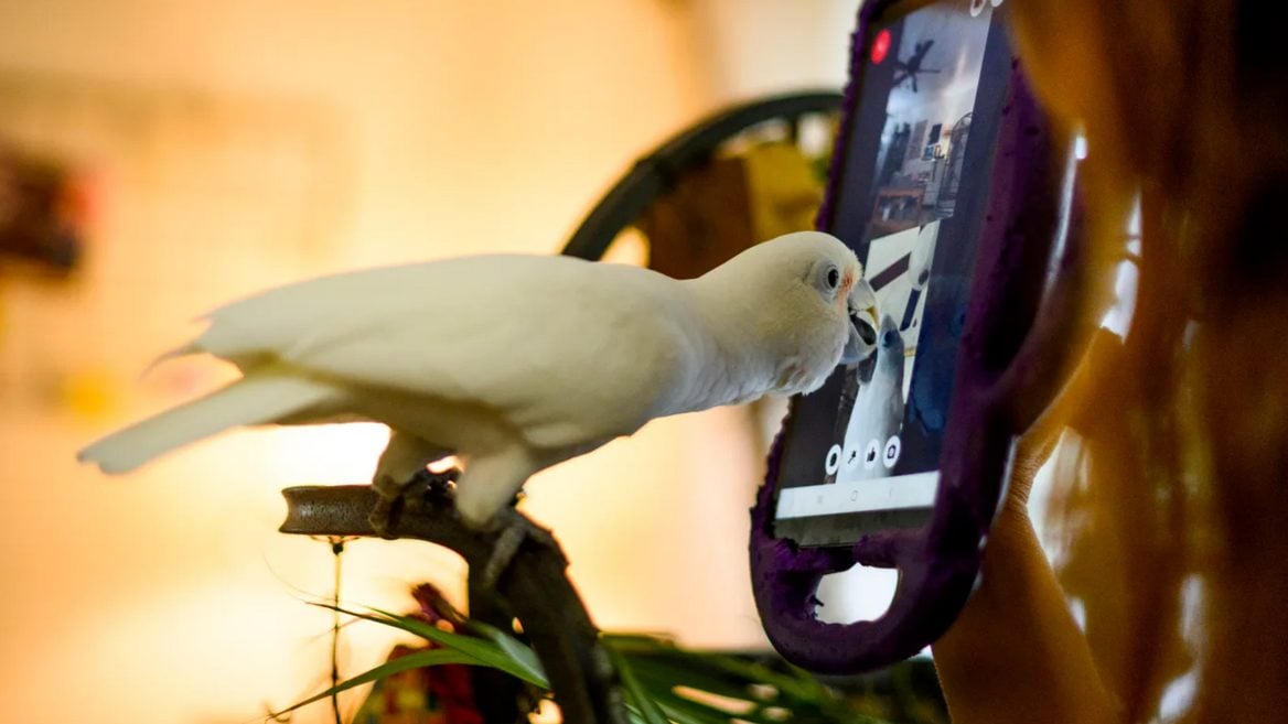 Попугаев научили звонить собратьям по видеосвязи и они стали чувствовать себя счастливее