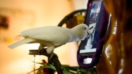 Попугаев научили звонить собратьям по видеосвязи, и они стали чувствовать себя счастливее