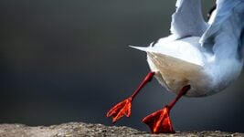 «Я хацеў у польскі офіс, EPAM прапанаваў 1800К — менш, чым плаціў мне ў Літве». Чаму айцішнікі маняць на экзіт-інтэрв'ю? А калі не маняць, гэта неяк дапамагае?